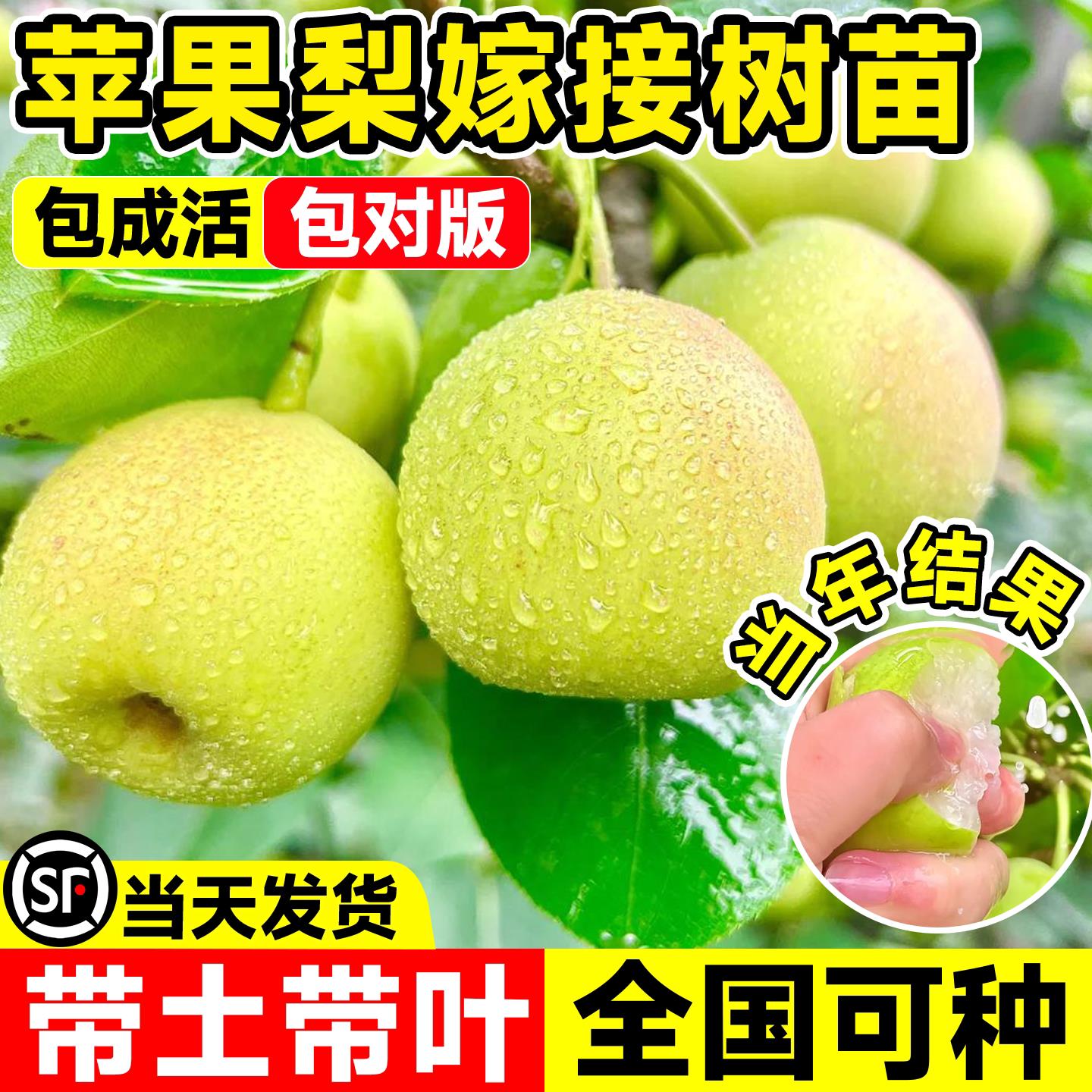 苹果梨树苗秋月嫁接特大南