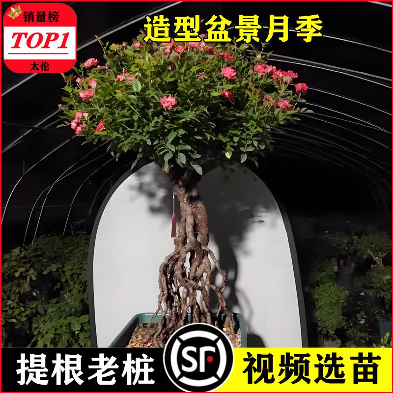 A级高提根造型盆景月季躲