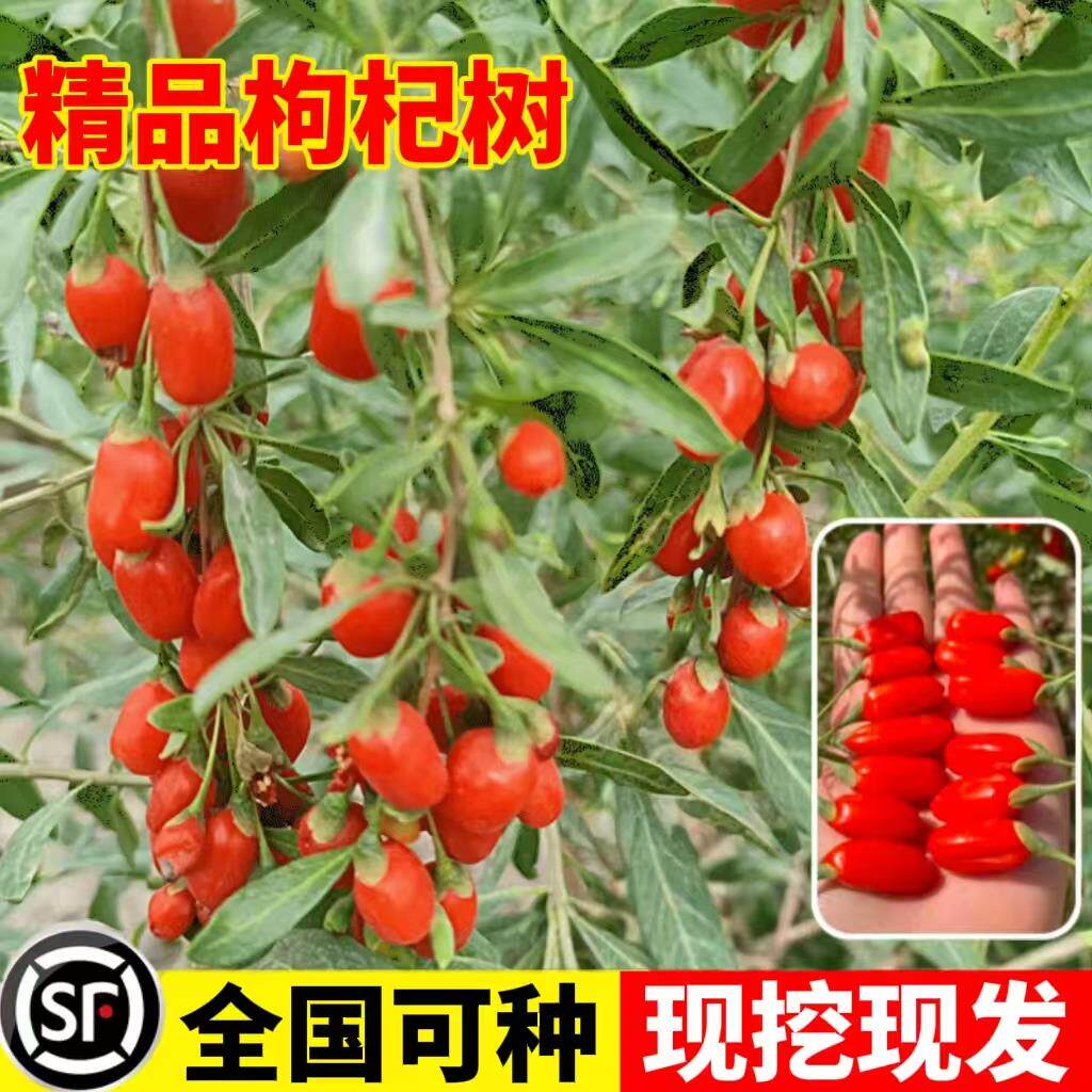 枸杞树苗大盆栽当年结果南