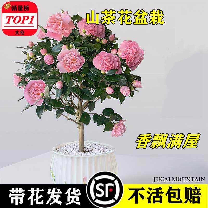 带花苞茶盆栽四季树苗山室