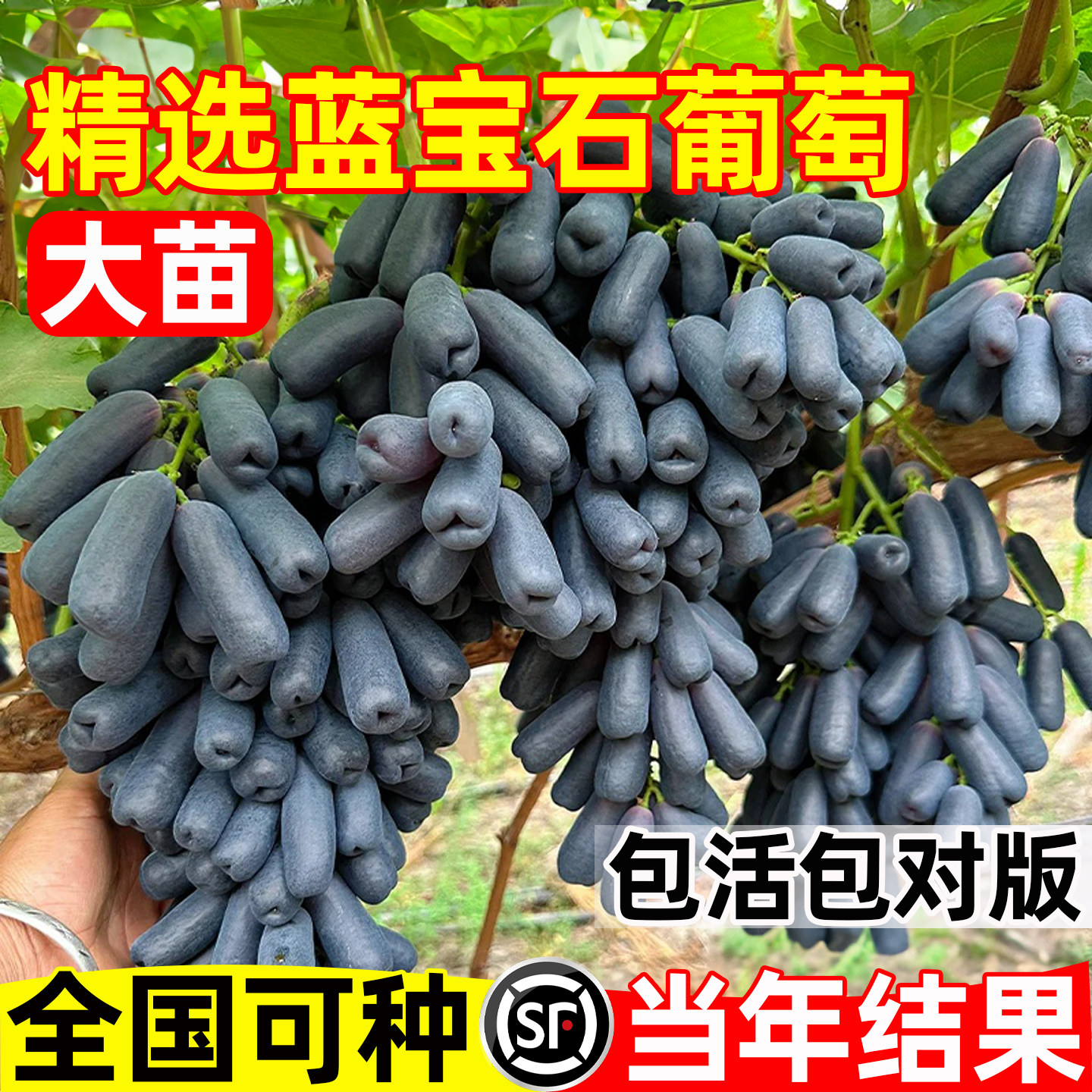蓝宝石葡萄树苗特大新品南
