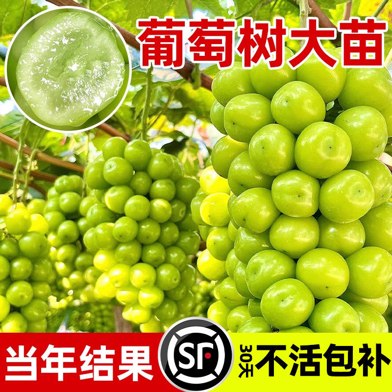葡萄树苗阳光玫瑰巨峰蓝宝