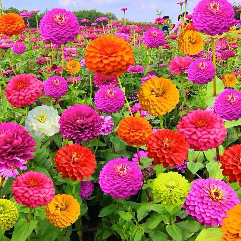 百日草花种籽子七彩重瓣菊