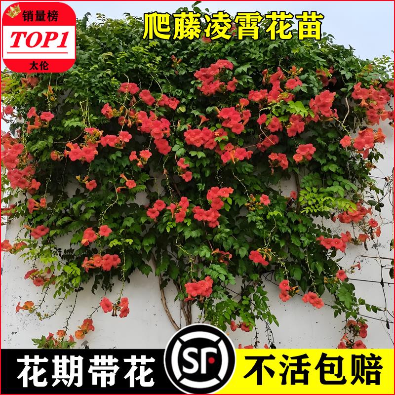 凌霄花爬藤大苗特号植物阳