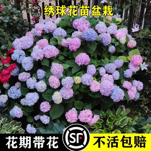 绣球花苗无尽夏四季盆栽大