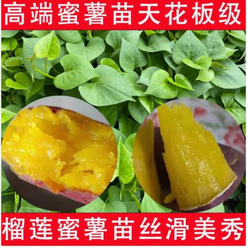 榴莲蜜薯苗烟25西瓜红板栗