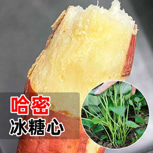 红薯苗秧西瓜红地瓜苗红瑶榴莲蜜薯苗板栗糖心秧苗桥头种籽老品种