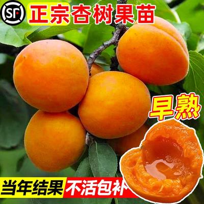 杏树苗特大早熟帝王甜子南