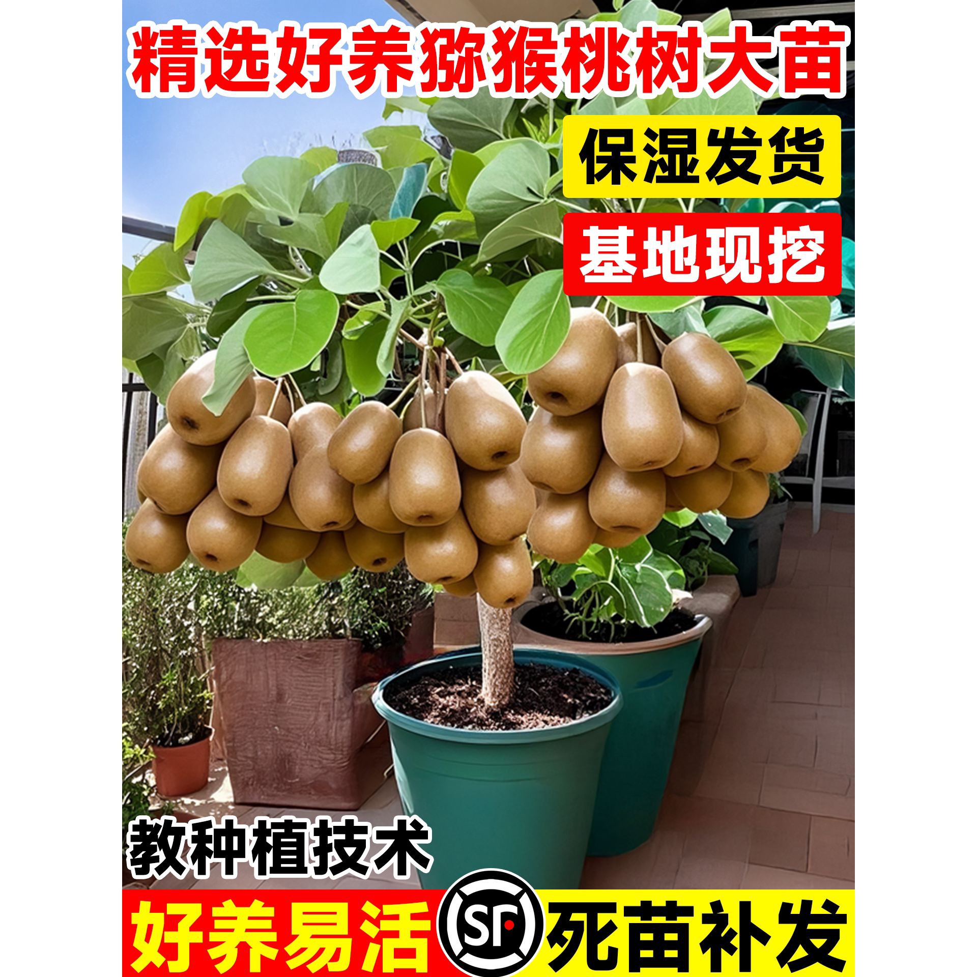 猕猴桃树果苗红心绿软枣嫁