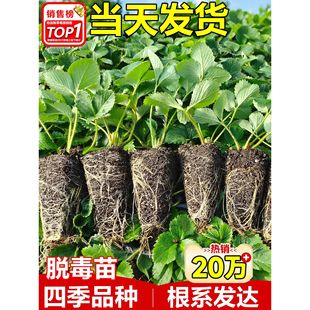 草莓苗秧四季 结果盆栽种子穴盘苗奶油特大号优质玄玉红颜隋珠