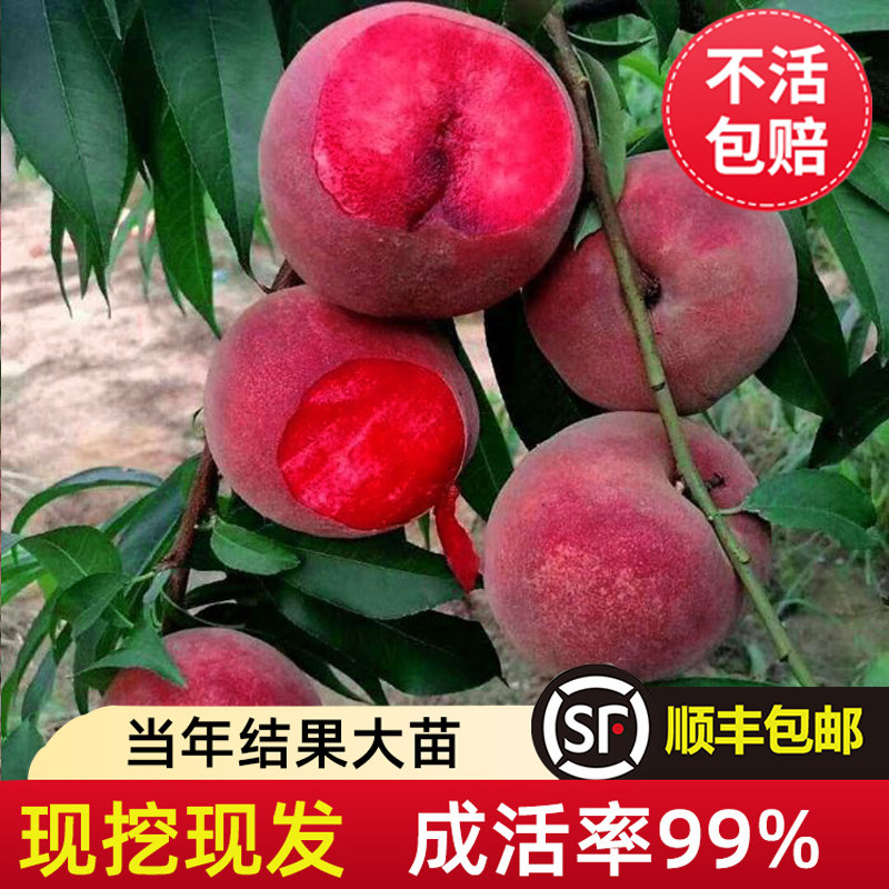 桃树果苗嫁接水蜜黄血南方北