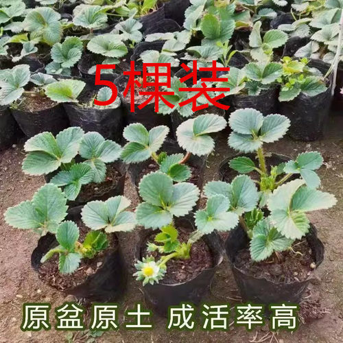 草莓秧苗四季奶油红颜盆栽
