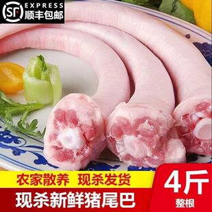 新鲜猪尾巴长尾巴短尾巴整根农家散养土猪肉带皮处理干净顺丰发货