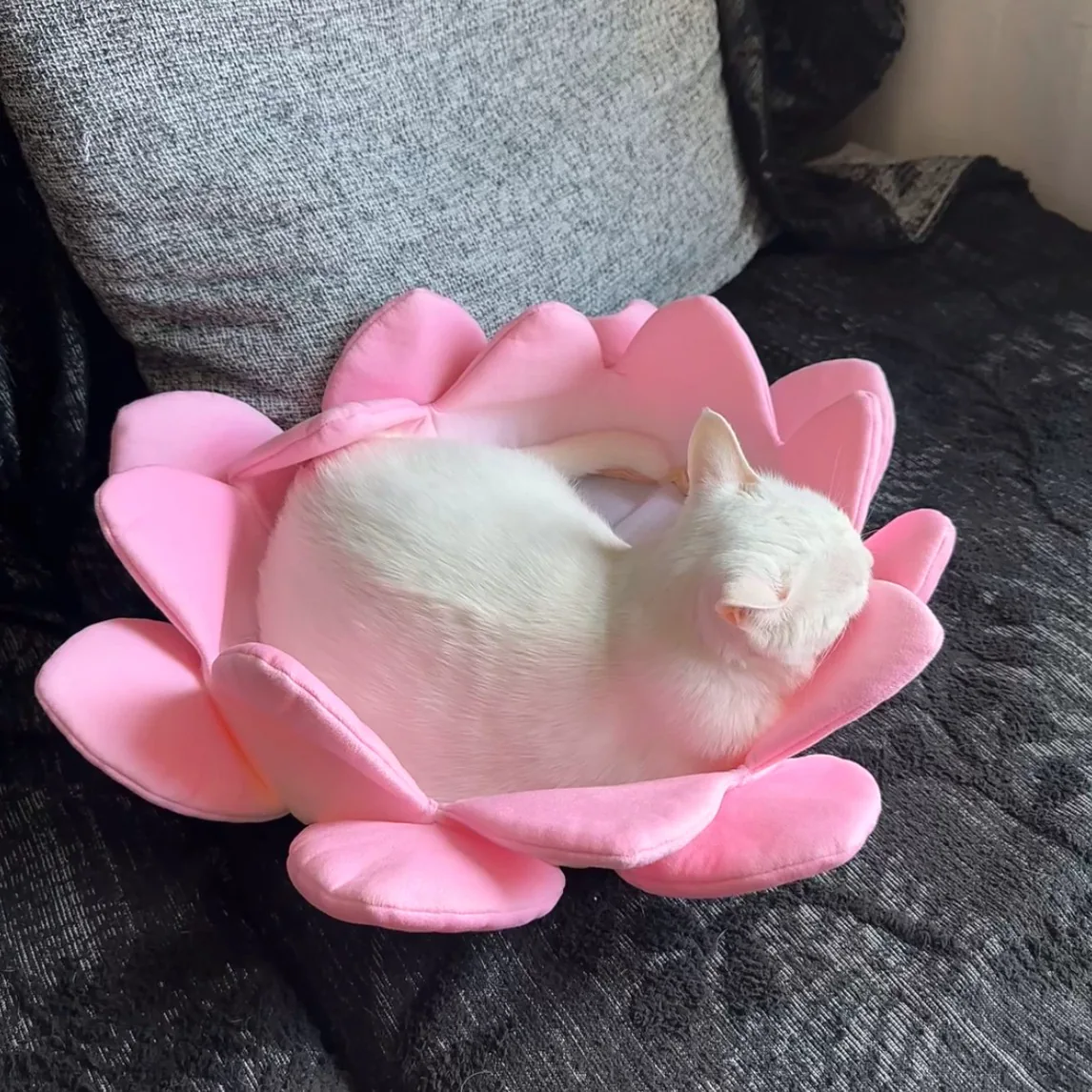 【好运莲莲】莲花猫窝宝座抓板