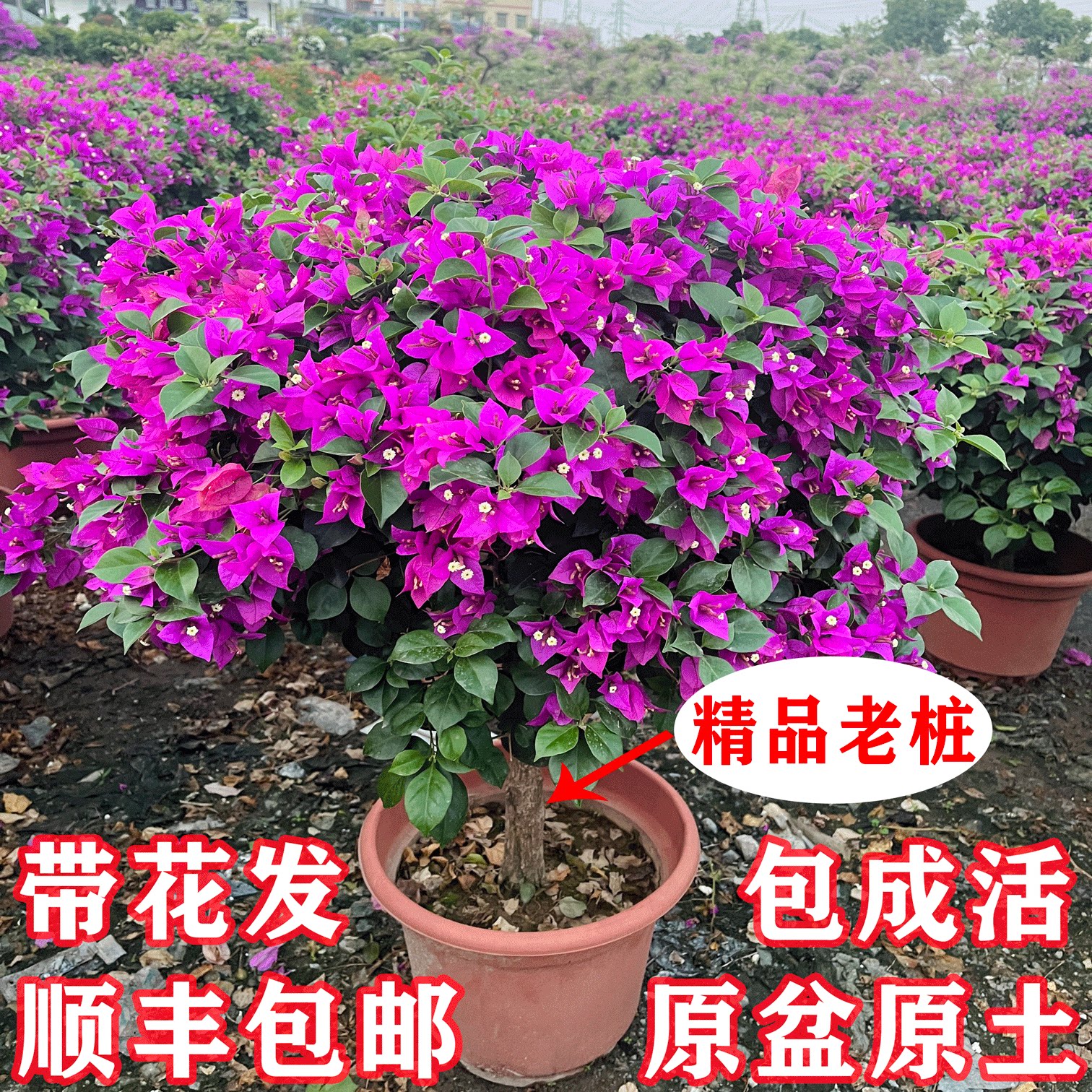 三角梅带花发货四季开花阳台庭院爬藤三角梅盆栽花苗老桩棒棒糖型