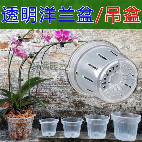 透明洋兰盘吊盆蝴蝶兰硬植杯透明杯石斛卡特兰兜兰沥水透气控根盆