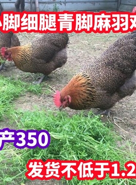 1.5斤青脚麻羽鸡散养土鸡绿壳蛋鸡一斤小鸡活苗农家下蛋五黑鸡苗