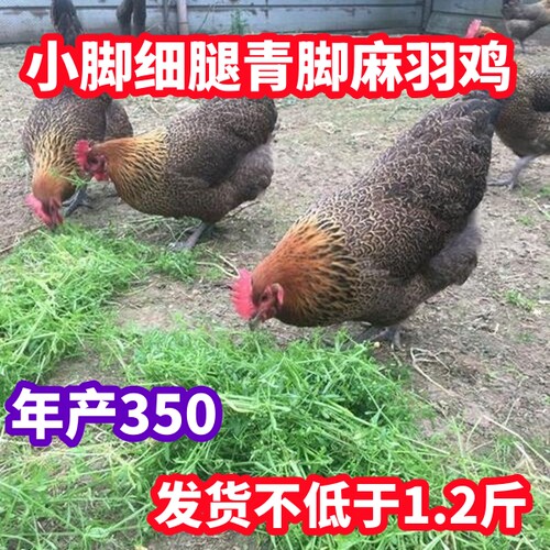 鸡活苗散养麻羽鸡绿壳蛋下蛋鸡