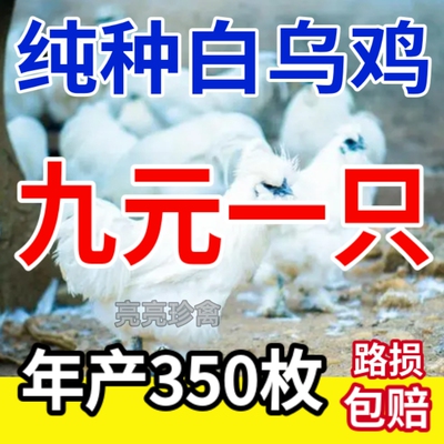 正宗白乌鸡下蛋鸡吃肉鸡