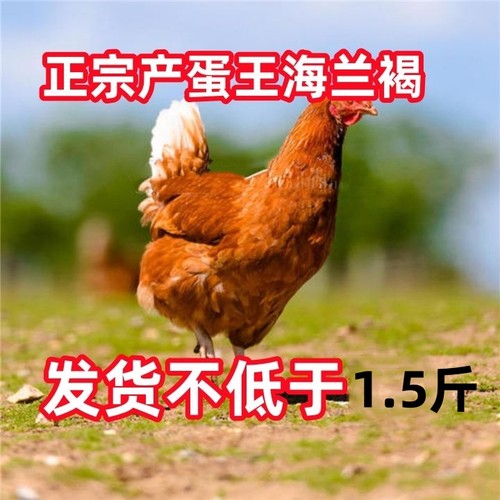 正宗海兰褐蛋鸡母鸡下蛋鸡