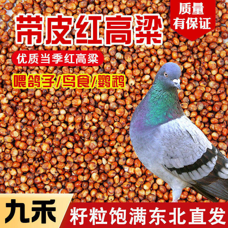50斤新小红高粱带皮2酿酒