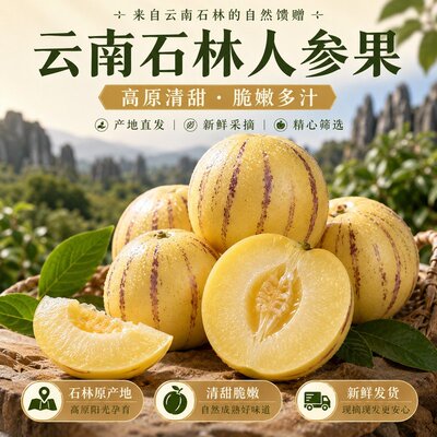 【大学生助农】【果园直发】云南石林人参果树上熟黄心黄肉果新鲜