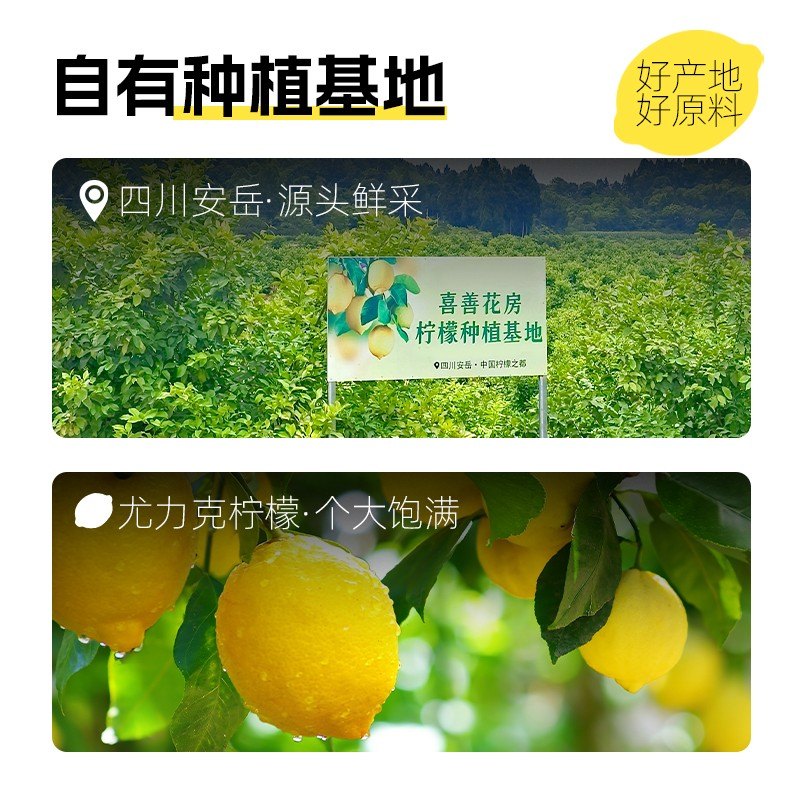 【下单即送冷水壶】喜善花房南瓜茶韩国女团同款冷热泡独立茶包饮