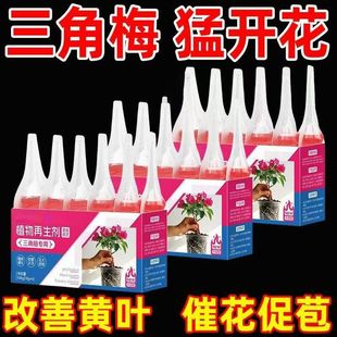 三角梅开花专用再生剂营养液促花爆花骨粉肥料养花枝繁叶茂促开花