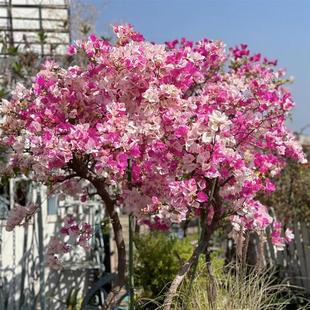 三角梅花树苗章红樱三角梅粉白四季变色勤花老桩大苗阳台庭院爬藤