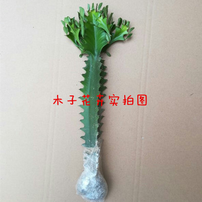 分叉龙骨室内观赏植物绿植花卉鲜花盆栽盆景仙人多肉植物盆景