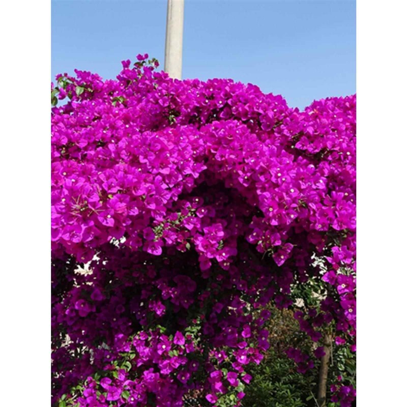 勤花三角梅树苗老桩耐寒爬藤植物重瓣四季开花盆栽庭院观花卉阳台