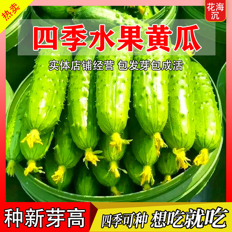 水果黄瓜种子旱黄瓜水果种籽唐山青瓜籽高产四季盆栽阳台蔬菜种孑