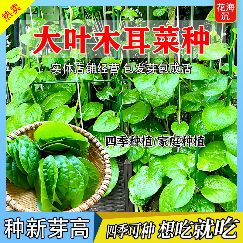 大叶木耳菜种子四季栽易种高产木耳菜种籽阳台盆栽大全蔬菜种子籽