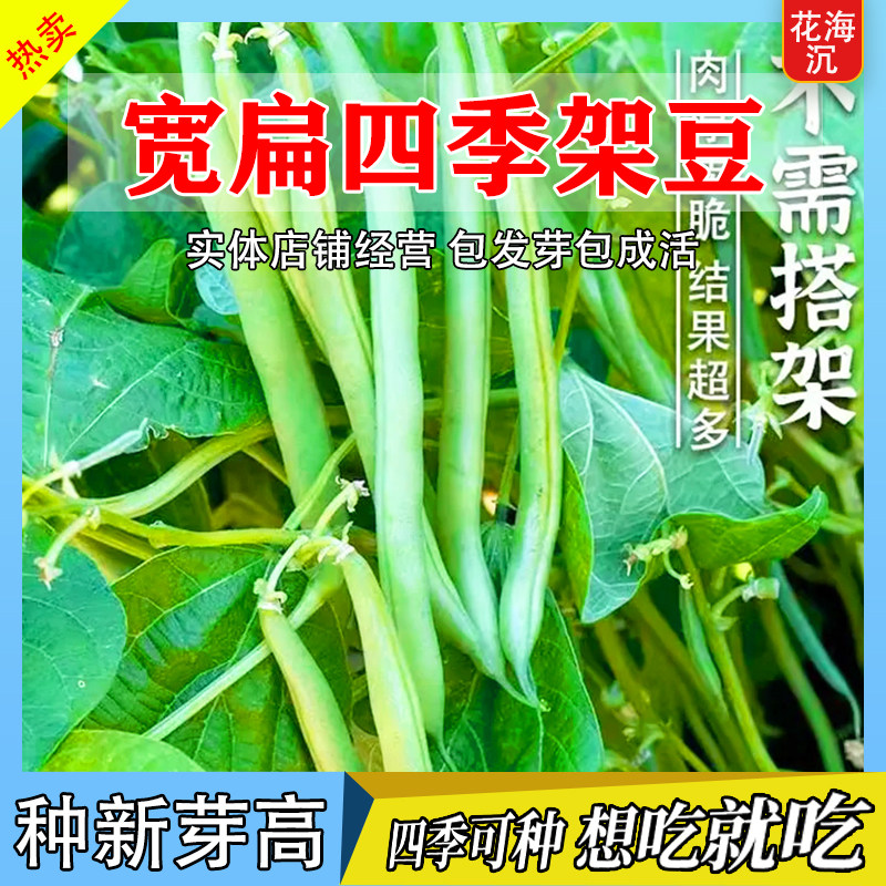 无筋四季豆种孑泰国架豆王春秋季高产长豆角种子爬藤蔬菜种子大全