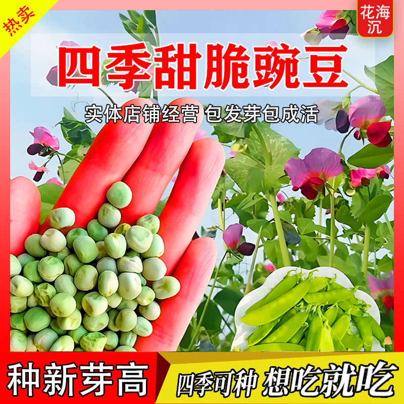 荷兰豆种籽种子豌豆苗四季甜蔬菜豌豆种籽孑籽种莱蚕豆菜籽尖碗豆