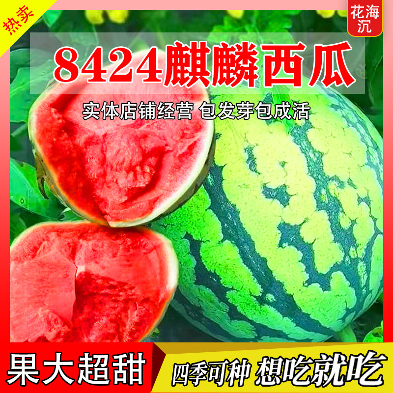 8424麒麟无籽美都西瓜种籽大全种子水果瓜果苗小南方蔬菜苗秧种孑