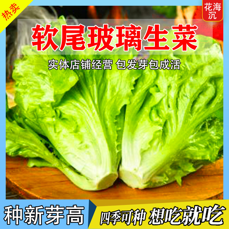 玻璃生菜种子四季新鲜生吃叶菜类种植生菜甜脆沙拉菜农家蔬菜种子