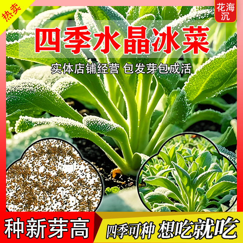 冰菜种子冰晶冰菜种籽阳台盆栽家庭小院蔬菜四季耐热耐寒冰草籽种