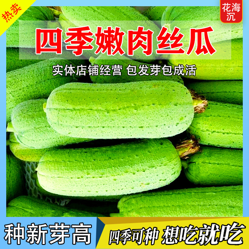 香嫩肉丝瓜种子四季高产早熟肉丝瓜种子春秋季丝瓜籽农家蔬果种子