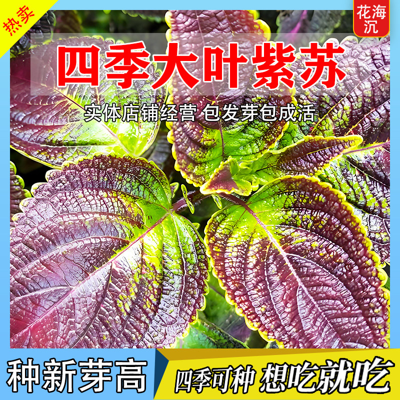 紫苏子紫苏种子紫苏叶种籽盆栽可食用种植苗四季籽种蔬菜孑苏子叶