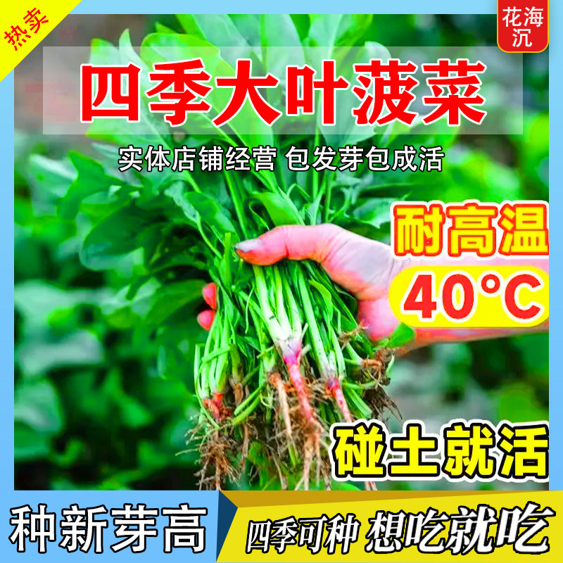 大叶菠菜种子四季易种原生态菠菜籽种子抗病耐热耐寒越冬蔬菜种子