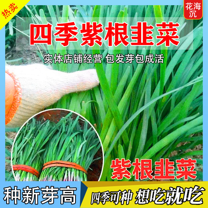 正宗紫根韭菜种子高产宽叶红根韭菜种子阳台盆栽四季种植蔬菜种子