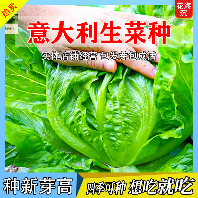 意大利生菜王奶油生菜种子罗马紫孔雀菜籽春夏季耐热高温蔬菜种籽