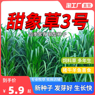 台湾甜象草种子多年生四季高产牧草种子畜牧养殖牛羊兔鱼黑麦草籽