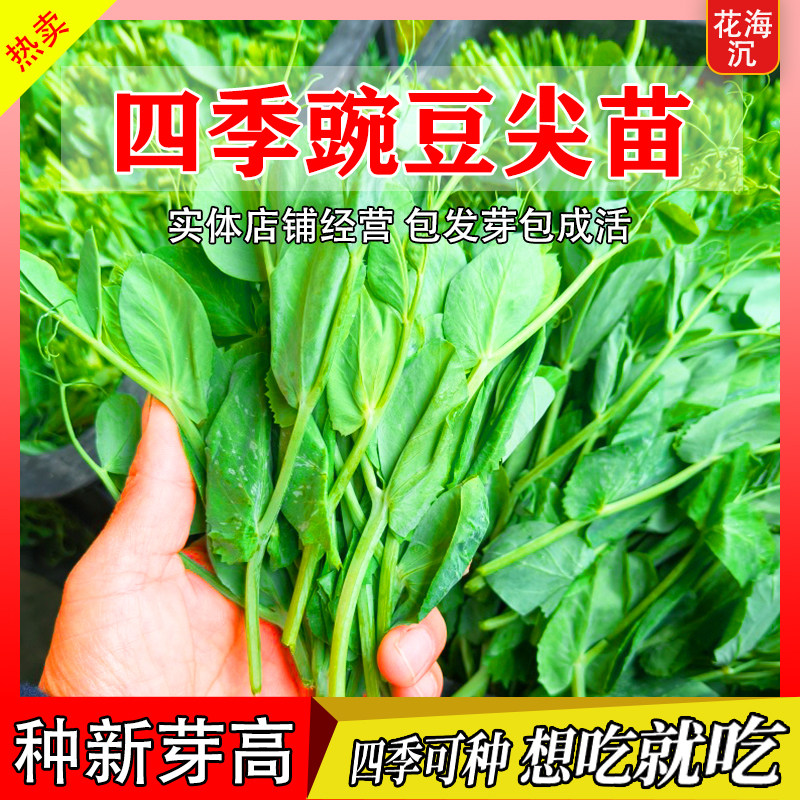 豌豆种籽大豌豆苗蔬菜种子水培龙须莱豆小尖芽菜四季种植蔬菜种孑