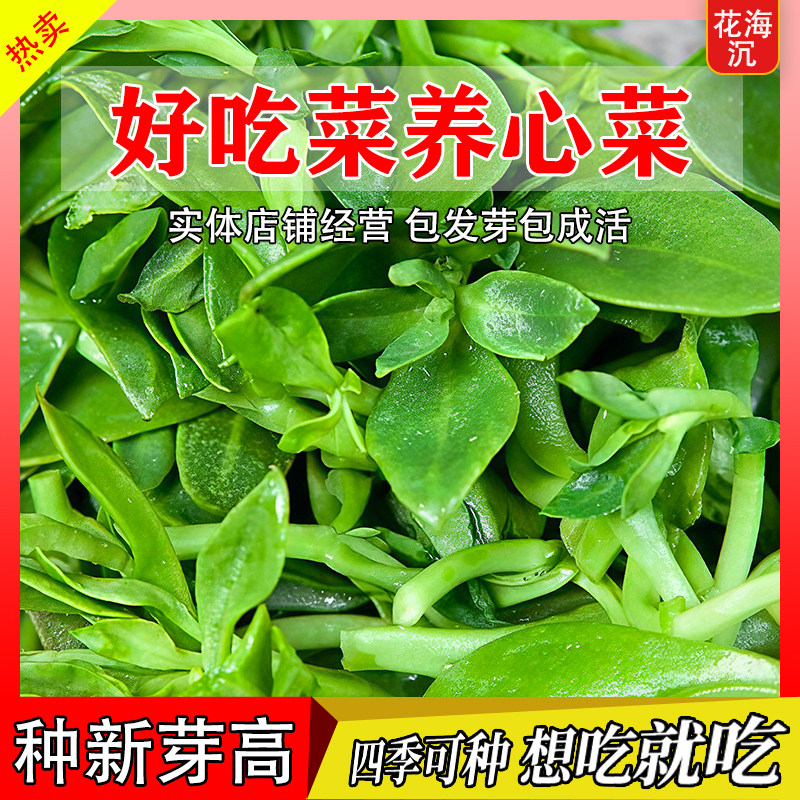 高钙养心菜种子救心菜种子多茬采收可食用野菜种农家田园蔬菜种子