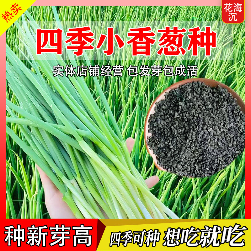 四季小香葱种子庭院阳台盆栽小葱种籽四季播易种农家菜园蔬菜种子