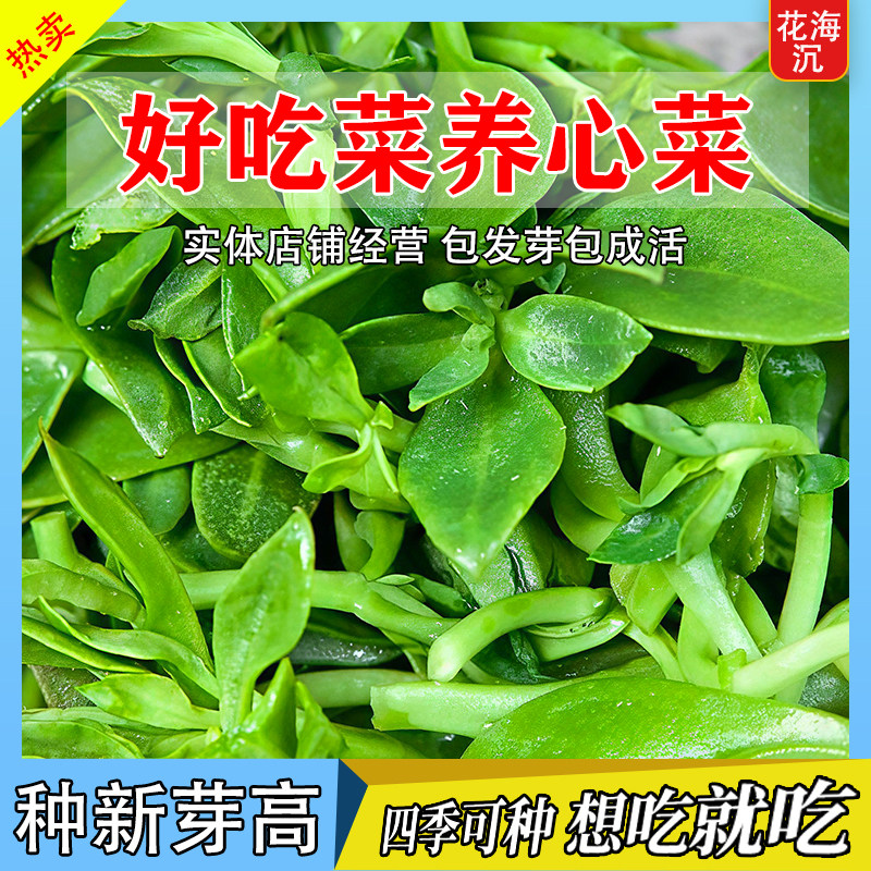 高钙养心菜种子救心菜种子多茬采收可食用野菜种农家田园蔬菜种子