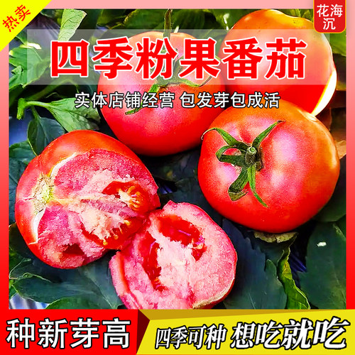 普罗旺斯西红柿种子种籽苗秧孑水果夏季种的菜种番茄菜苗大全秧苗