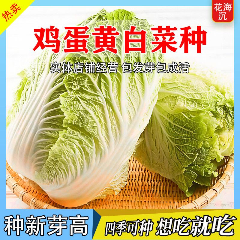 鸡蛋黄奶油大白菜种子真好吃黄心大白菜种籽四季播种蔬菜种子大全